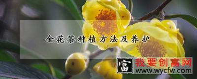 金花茶<a href=https://www.wycfw.com/e/tags/?tagid=232 target=_blank class=infotextkey>种植方法</a>及养护