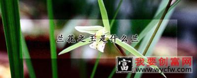 兰花之王是什么兰