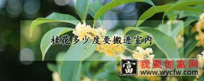 桂花多少度要搬进室内