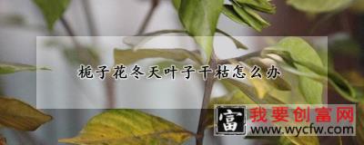 栀子花冬天叶子干枯怎么办