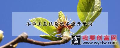 冬季玉兰枝条泡水能开花吗