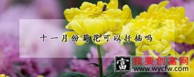 十一月份菊花可以扦插吗