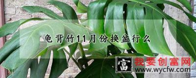 龟背竹11月份换盆行么