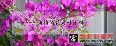 三角梅的花是叶子吗