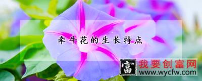 牵牛花的生长特点