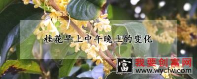 桂花早上中午晚上的变化