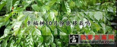 幸福树10月份能移栽吗