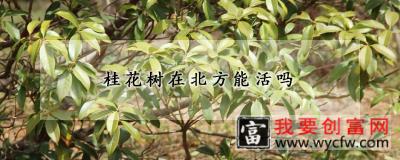 桂花树在北方能活吗