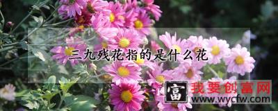 三九残花指的是什么花