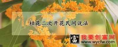 桂花二次开花民间说法