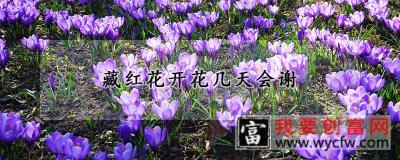 藏红花开花几天会谢