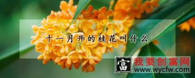 十一月开的桂花叫什么