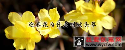 迎春花为什么叫坟头草