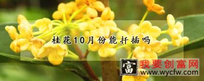 桂花10月份能扦插吗