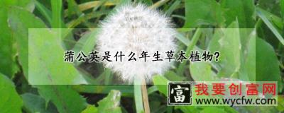 蒲公英是什么年生草本植物?