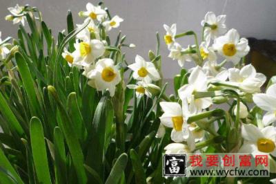 水仙花摆放禁忌 水仙花摆放的风水禁忌