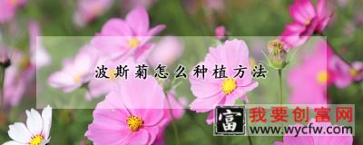 波斯菊怎么<a href=https://www.wycfw.com/e/tags/?tagid=232 target=_blank class=infotextkey>种植方法</a>