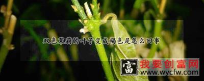 双色茉莉的叶子变成褐色是怎么回事