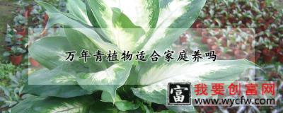 万年青植物适合家庭养吗