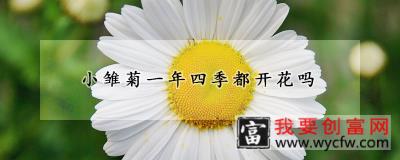 小雏菊一年四季都开花吗