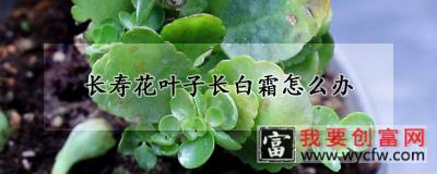 长寿花叶子长白霜怎么办