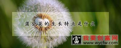 蒲公英的生长特点是什么