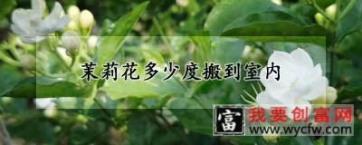 茉莉花多少度搬到室内