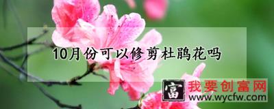 10月份可以修剪杜鹃花吗