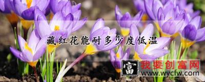 藏红花能耐多少度低温