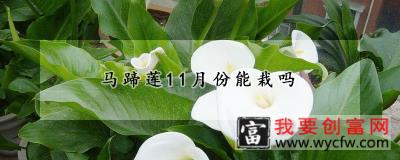 马蹄莲11月份能栽吗