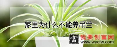 家里为什么不能养吊兰