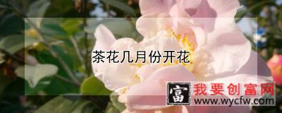 茶花几月份开花