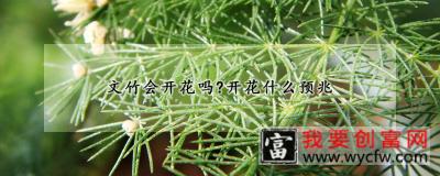 文竹会开花吗？开花什么预兆