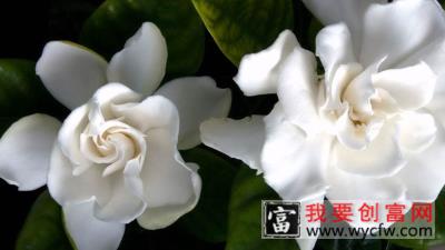 栀子花是什么季节开的