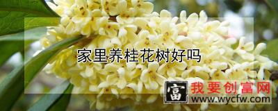 家里养桂花树好吗