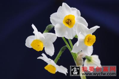 水仙花有毒吗