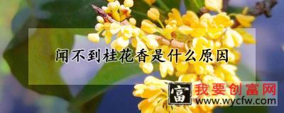 闻不到桂花香是什么原因