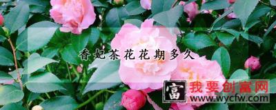 香妃茶花花期多久