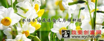 水培水仙花适合几月份种植