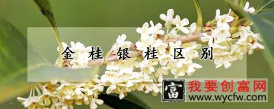 金桂银桂区别