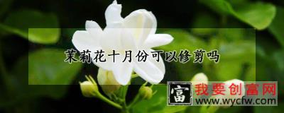 茉莉花十月份可以修剪吗