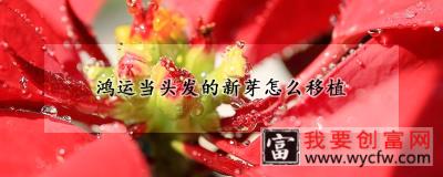 鸿运当头发的新芽怎么移植