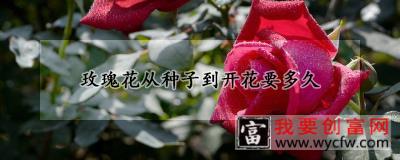 玫瑰花从种子到开花要多久