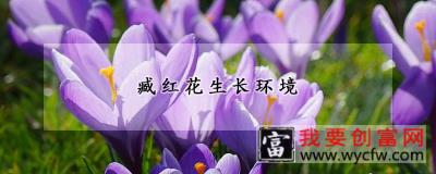 臧红花生长环境