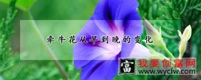 牵牛花从早到晚的变化