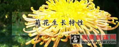 菊花生长特性