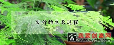 文竹的生长过程