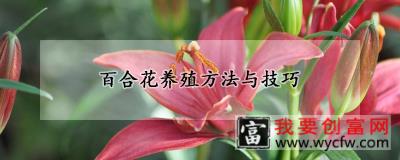 百合花<a href=https://www.wycfw.com/e/tags/?tagid=63 target=_blank class=infotextkey><a href=https://www.wycfw.com/yangzhi/ target=_blank class=infotextkey>养殖</a></a>方法与技巧