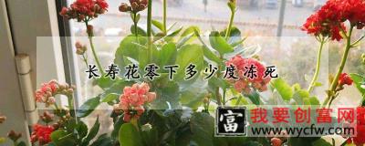 长寿花零下多少度冻死