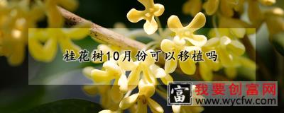 桂花树10月份可以移植吗